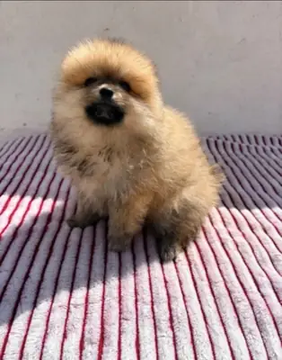 Cachorro de Lulu de Pomerania muy toy