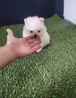 lulu de Pomerania