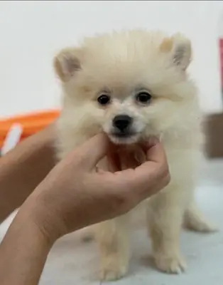 Hembra pomerania 🐻
