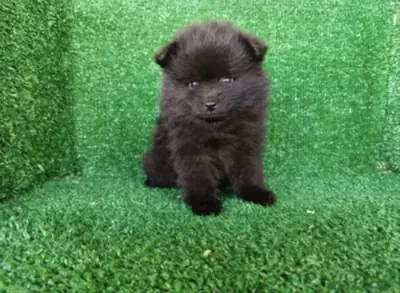 pomerania