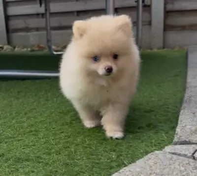 Purebred Pomeranian Puppies For Re-Homing .The is a Fee 