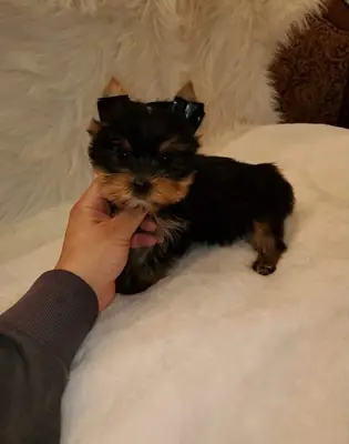 Two Yorkshire Terrier puppies Adoption For Re-homing