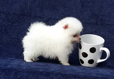 Preciosos cachorros Pomerania listos para entregar