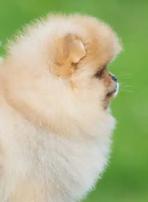 博美犬