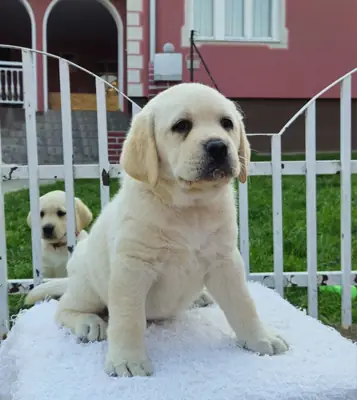 Golden Retriever