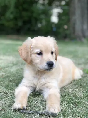 Labrador Retriever