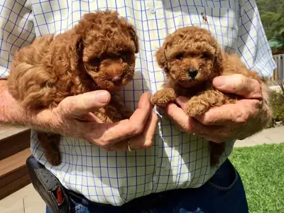 标准贵宾犬幼犬。