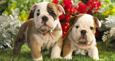 Super Adorable AKC English Bulldog