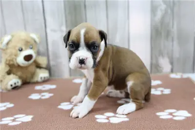 Cachorros Boxer adorables