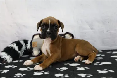 Cachorros Boxer Rojos y Blancos