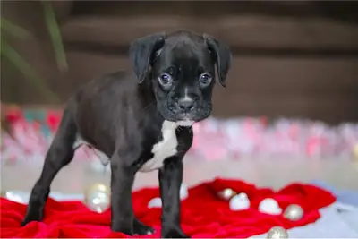 Cachorros Boxer AKC