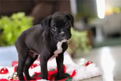 Cachorros Boxer Sanos