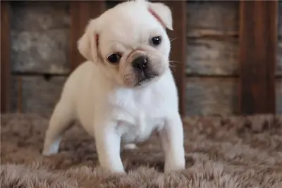 可爱的巴哥犬幼犬 - 准备好去新家了。