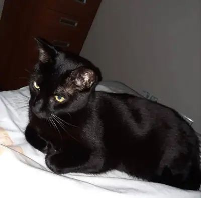 Adoption gratuite de chat