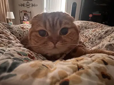 scottish fold kedi verilecek