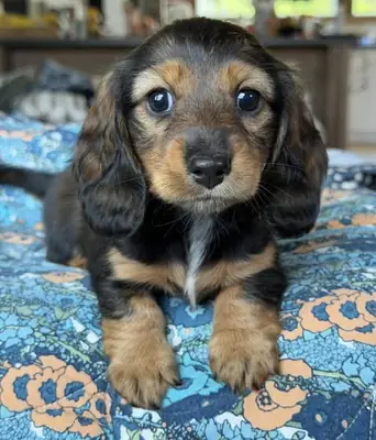 Dachshund puppies ready for new home.