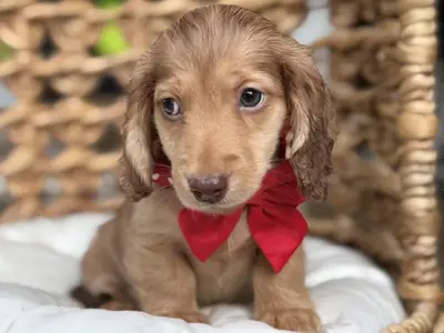 Well trained dachshund puppies ready for new home.