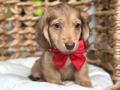 Dachshund puppies for adoption