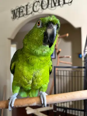 amazon parrot for someone experienced
