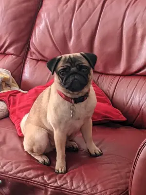 pug looking for a new place asap