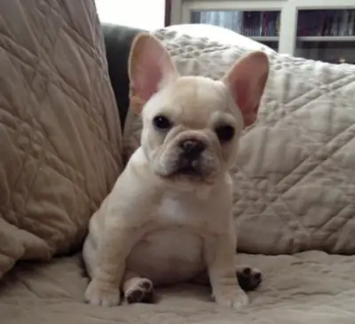 Adorables cachorros de Bulldog Francés – Machos y Hembras