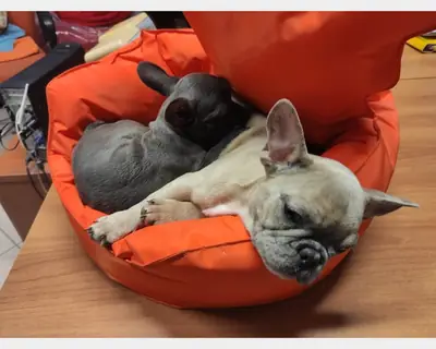 Juguetones cachorros de Bulldog Francés en adopción