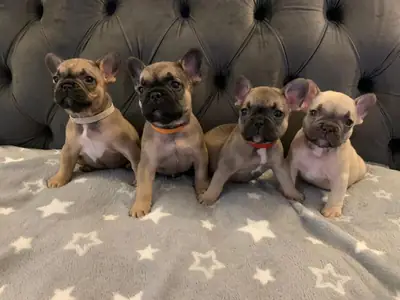  Cachorros de Bulldog Francés con Aspecto Saludable Disponibles