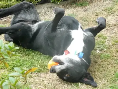 lab needs someone around more