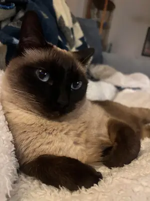 siamese cat rehome, bit vocal