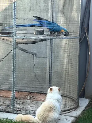 macaw, serious buyers only