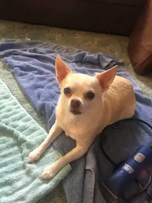 small dog big attitude rehome