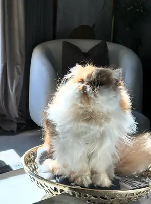 persian cat, calm, no issues