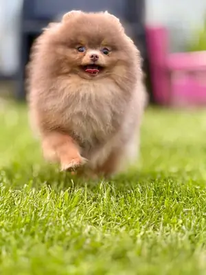 博美犬