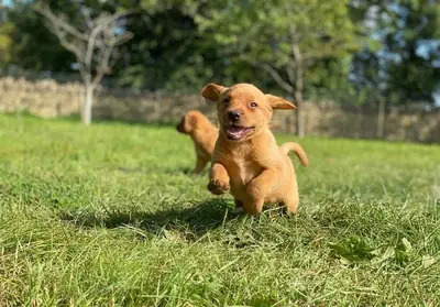 拉布拉多寻回犬