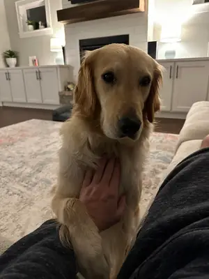 I'll give away a Golden Retriever