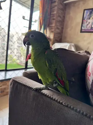 Amazon parrot
