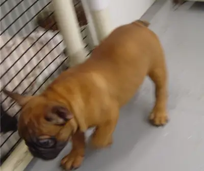 可供领养的顽皮法国斗牛犬幼犬