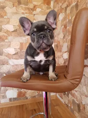 Cachorros de Bulldog Francés: Buscamos hogares amorosos