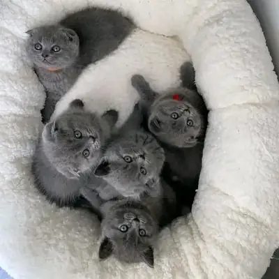Hermosos gatitos British Shorthair disponibles