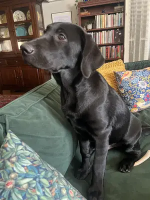 лабрадор отдам срочно