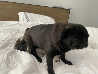 Я отдаю мопса бесплатно.