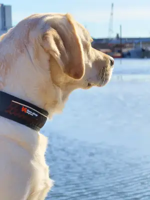 拉布拉多找人带走