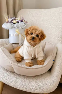 马尔济斯犬