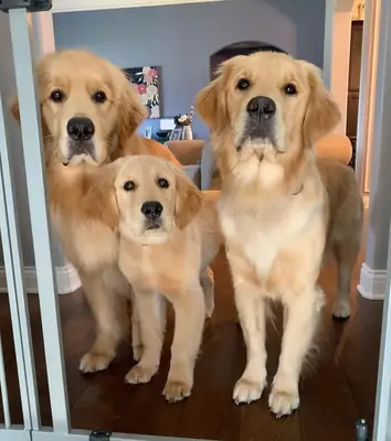 金毛寻回犬