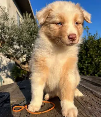 澳大利亚牧羊犬