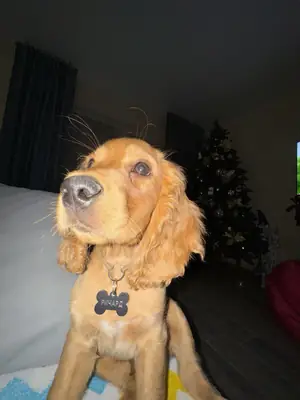 英国可卡犬