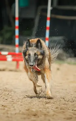 比利时牧羊犬