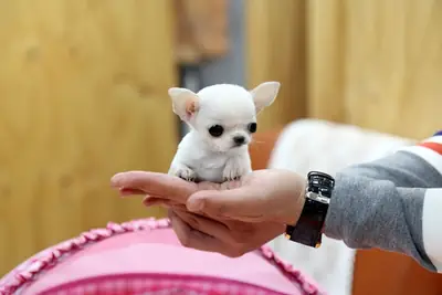 可供领养的迷你吉娃娃幼犬