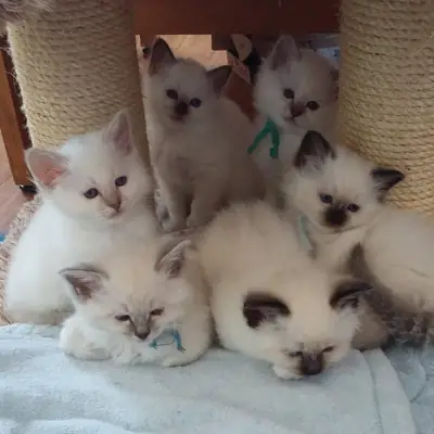 Котята отдаются
