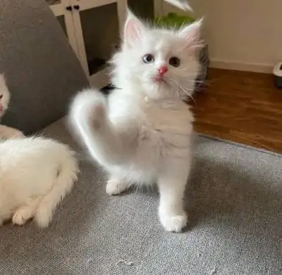 Котенок доступен